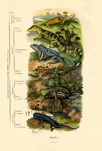 Reptiles, 1833-39